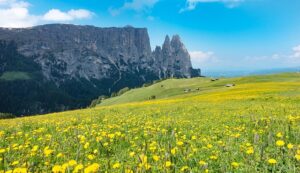 Citrus Bright: Revolutionizing Scent-Free Carpet Clean for Healthier Spaces