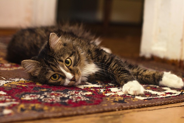 soft carpet shampooing