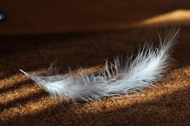 soft carpet shampooing