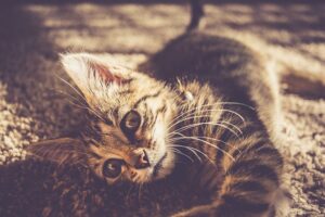 Expert Targeted Carpet Clean: Citrus Bright Eliminates Stains in Arizona