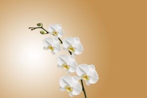 Stem Wall Repair: Prevent Cracks, Protect Your Foundation