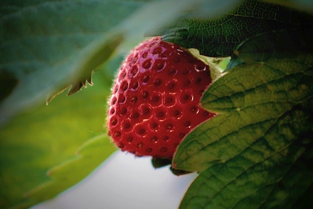 Strawberry Rosin Gummies