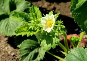 Longevity Secrets: Unlocking the Durability of Strawberry Rosin Gummies