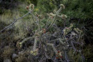 Mastering Stress in Chandler: Relaxation, CBT, & Community Support