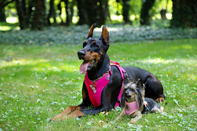 tactical dog harness