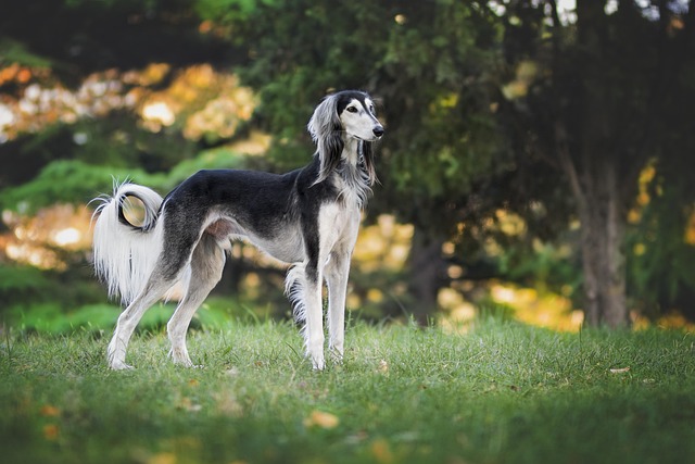 Tactical Dog Harness: Customizable Durability for Active Dogs
