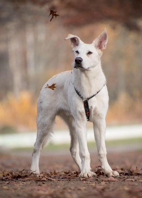 tactical dog harness