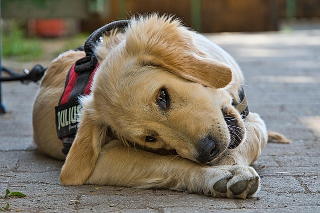 tactical dog harness