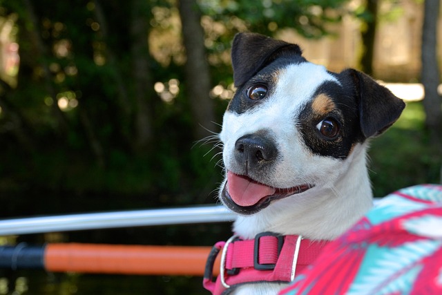 tactical dog harness