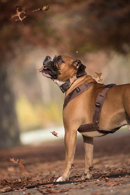 tactical dog harness