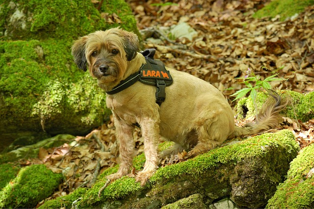 tactical dog harness