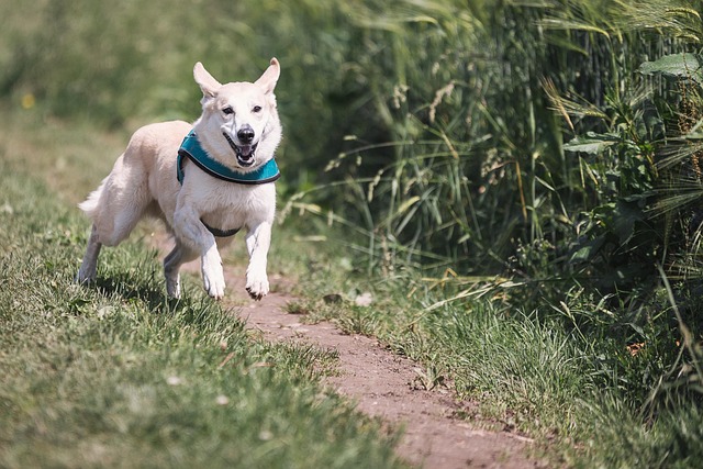 tactical dog harness