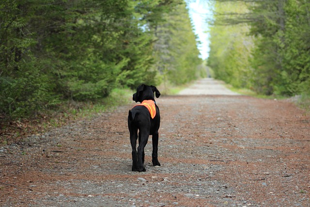 tactical dog vest