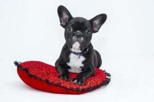 Optimizing Canine Comfort: Built-In Grab Handles in Tactical Dog Vests