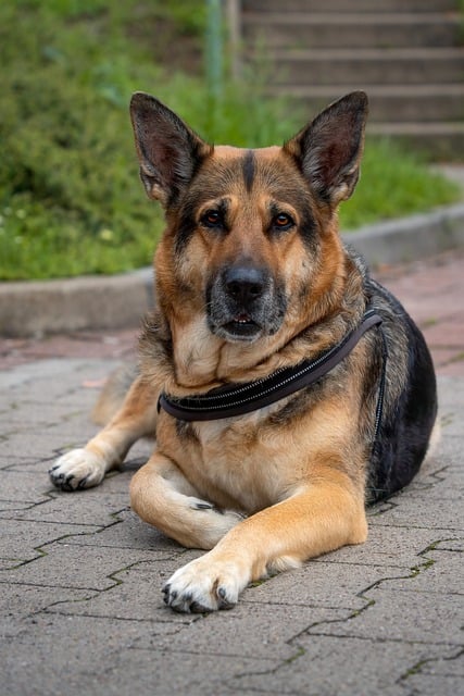 tactical dog vest