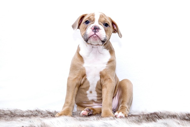 Optimizing Canine Comfort: Tactical Vest Grab Handles