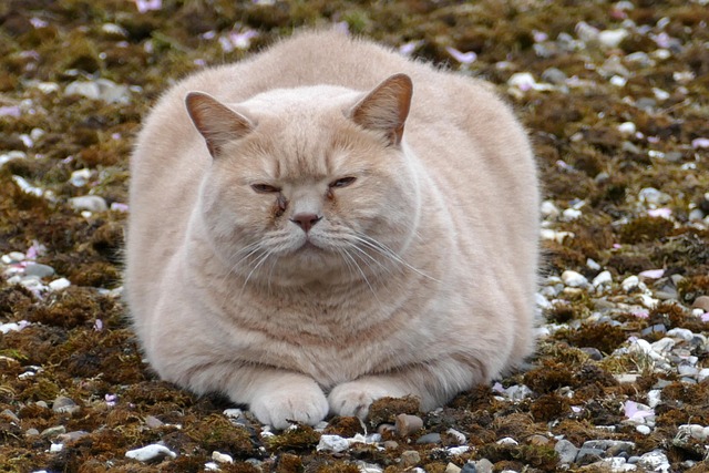 thigh-and-arm-fat-freezing-640x480-8427044.jpeg