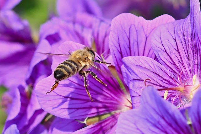 pollen removal from carpet