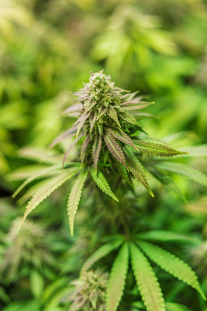 Convenient Mint CBD Dropper: Daily Wellness Simplified