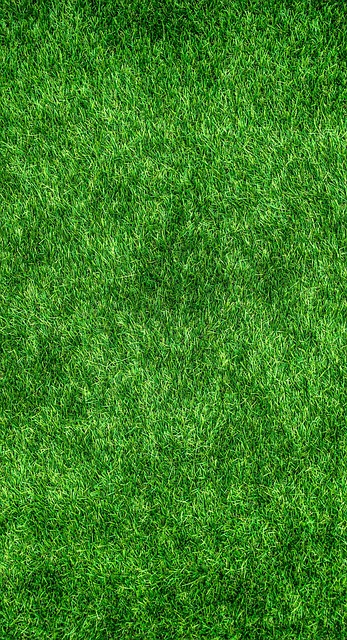 carpet shampoo Queen Creek